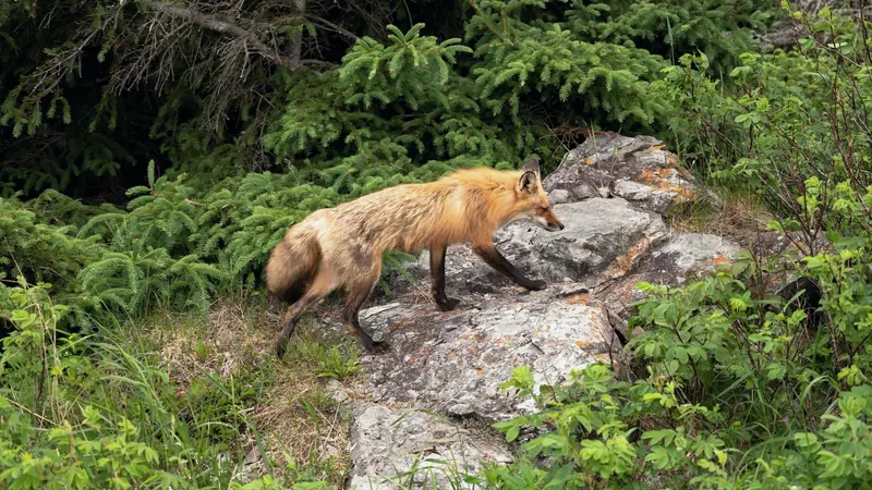 Sentier ombragé sous des pins dans un parc forestier méditerranéen